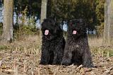 BOUVIER DES FLANDRES 298
